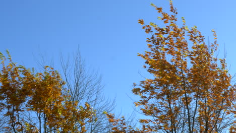 autumn trees in the wind