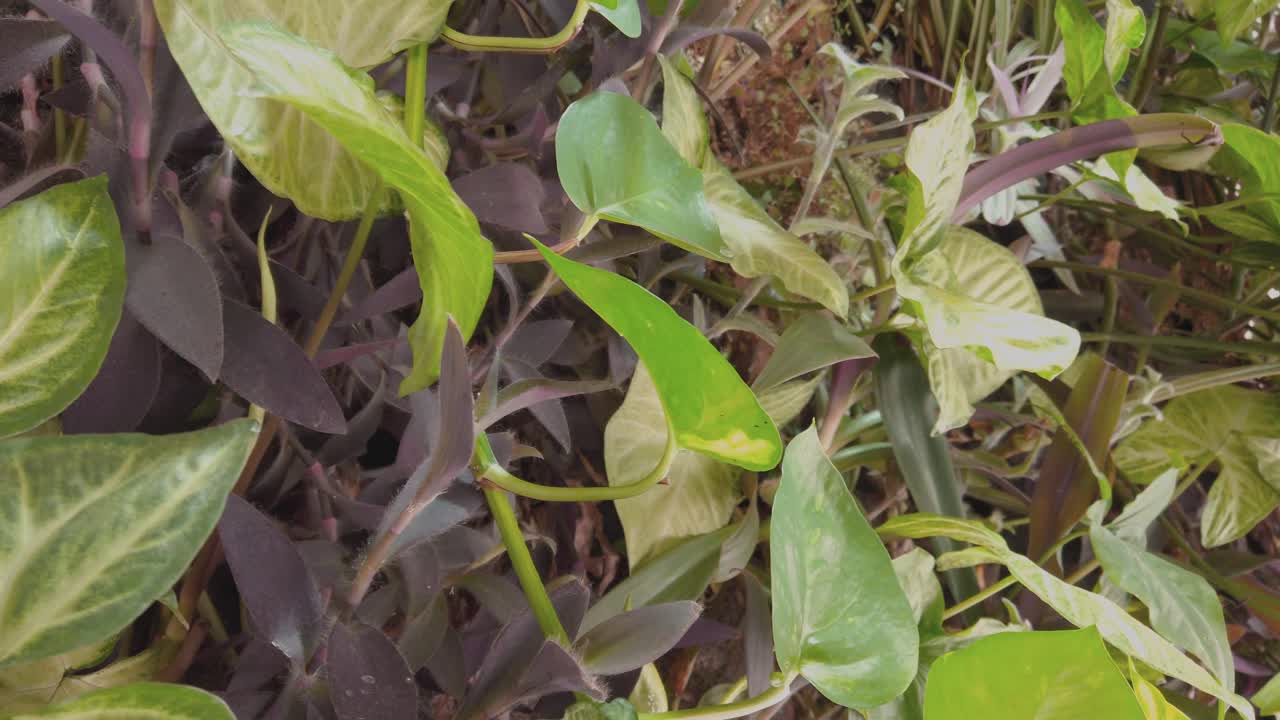 Pan shot of walled garden during the day with green and brown leaves, outdoor