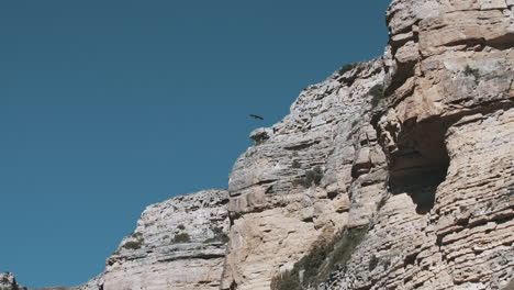 mountain cliffs with bird in flight