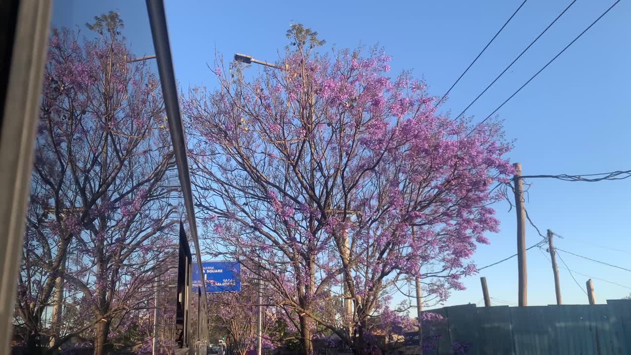 foto de un árbol púrpura con reflejo de la ventana del autobús de doble dicker