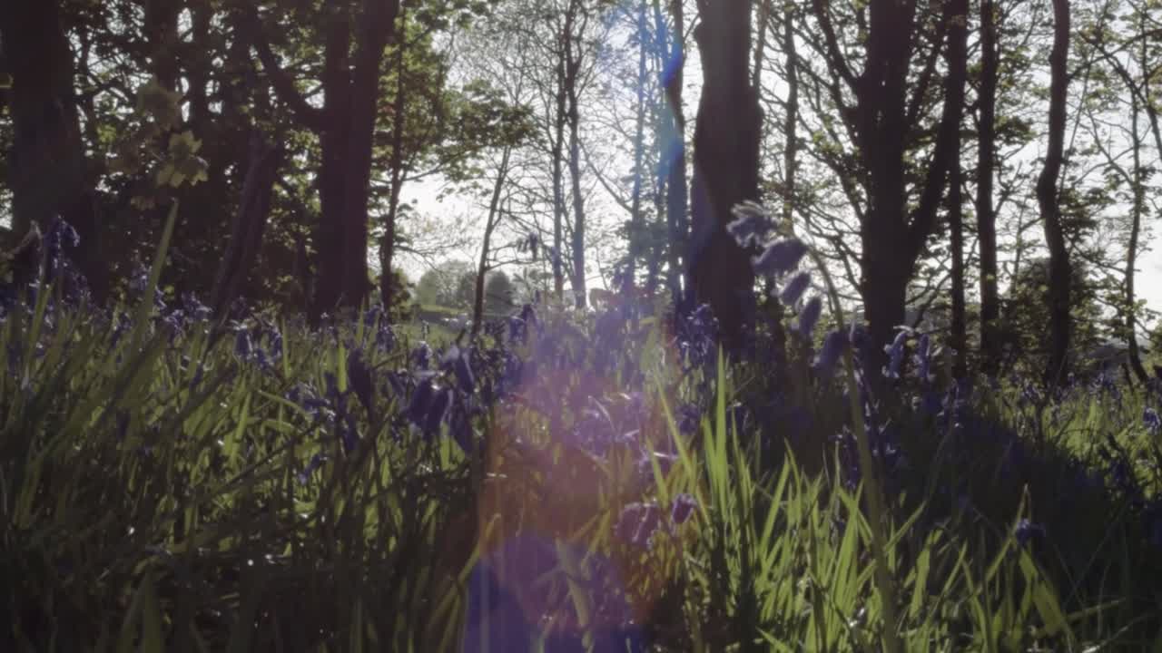 Bluebells in a Forest