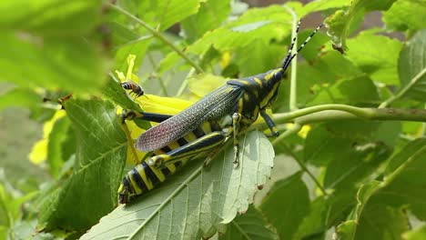 Aularches-Miliaris-Es-Una-Especie-De-Saltamontes-Monotípico-Del-Género-Aularches.-El-Insecto-Ha-Recibido-Diversos-Nombres,-Entre-Ellos-Langosta-Del-Café,-Saltamontes-Fantasma-Y-Saltamontes-Moteado-Del-Norte.