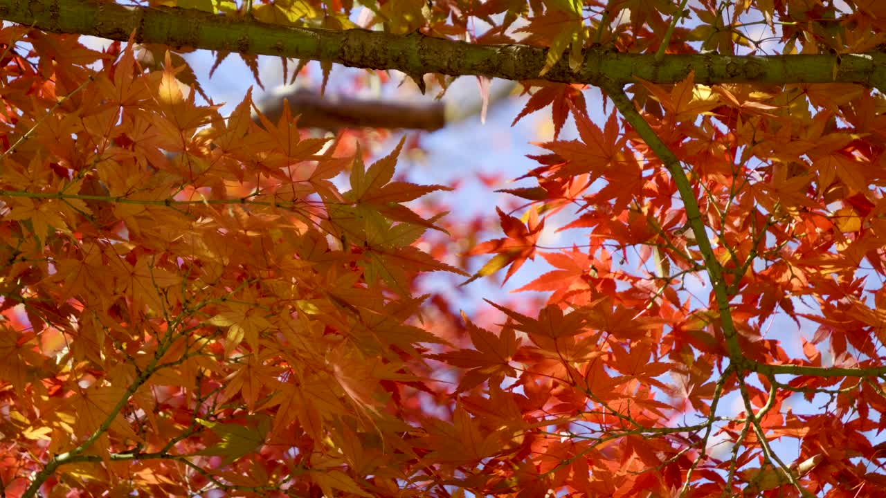 느린 동작으로 빨간 메이플 잎 위의 근접 뷰를 잠겼습니다.