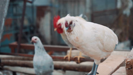 a beautiful white chicken that looks around, a rooster can be seen in the background