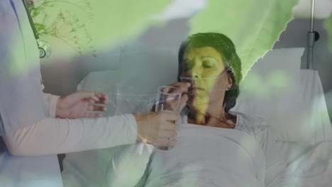 mosquito atrapado en una telaraña contra el médico que da medicamentos a una mujer caucásica mayor
