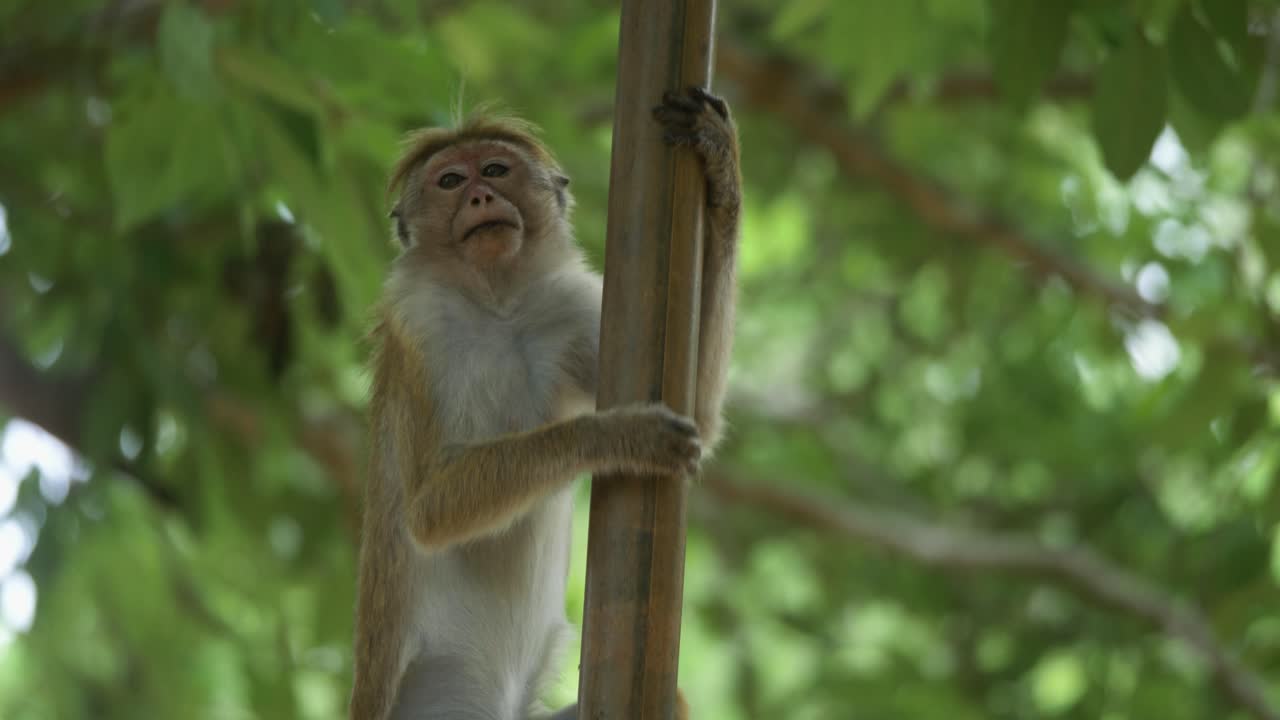 lindo toque mono macaco escalando un árbol de bambú y saltando a la corona del árbol en la jungla en sri lanka