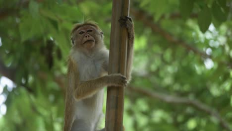 cute toque macaque monkey climbing up bamboo tree and jumping into tree crown in the jungle in sri lanka