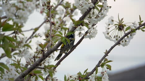 new holland honeyeater feeding on the nectar of cherry blossom flower