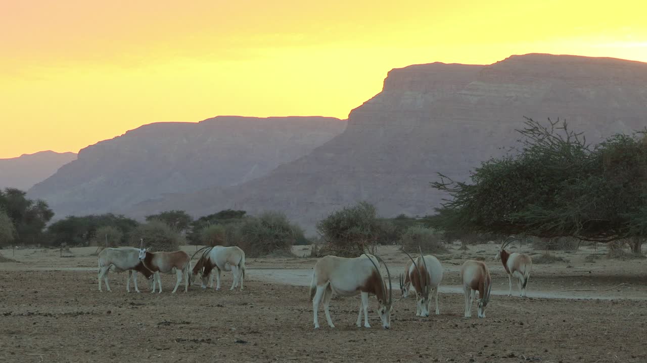 Herd of Scimitar Oryx in captive-breeding program in Israel. Herd grazing at sunset.