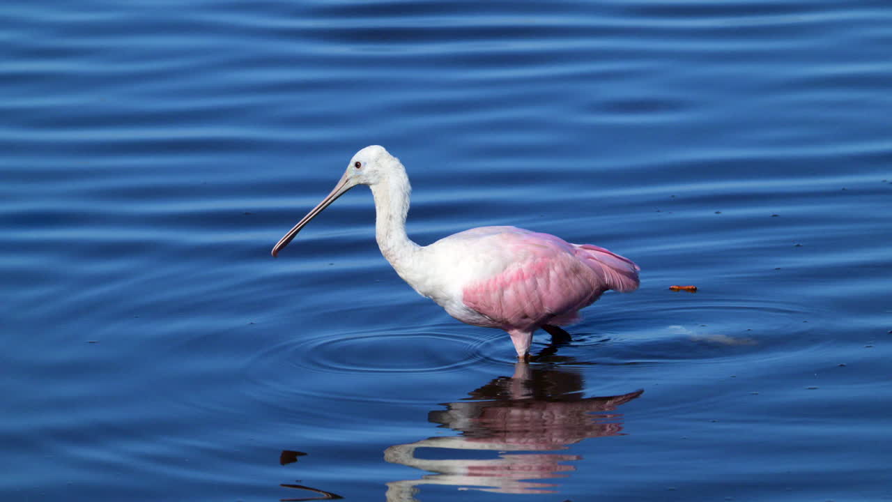 cucharadita rosada defecando mientras vadea por el agua, en la isla merrit, florida