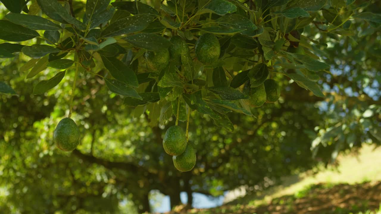 SLOW HAND HELD SHOT OF AVOCADO HANGING DOWN ON A TREE AT A LUSH FARM