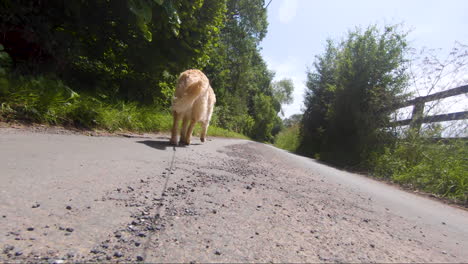 slow motion low angle of a unique and new bread goldendoodle walking on a leash or lead in the summer down a english country road in the summer