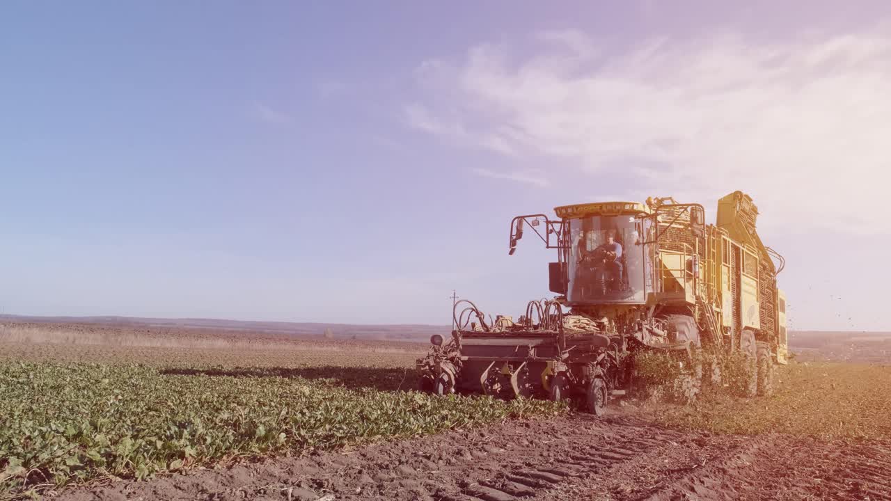 proceso de cosecha de la raíz de remolacha azucarera, luz solar.
