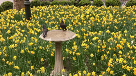 Spring-flowers-in-bloom