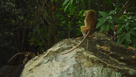 young sri lankan toque macaque monkey climbing a liana in the jungle at a large rock