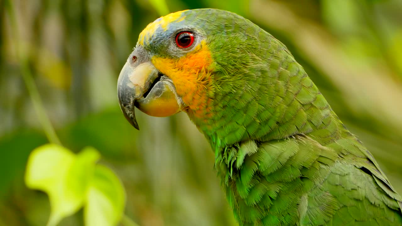 4k loro verde exótico de cerca, la jungla del amazonas