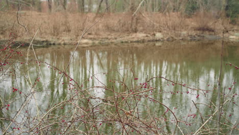 red berries hang from bramble on the shore of a river in massachusetts