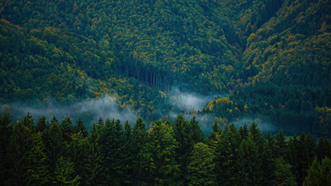 Time-lapse-of-the-mist-dancing-between-the-trees-during-the-morning