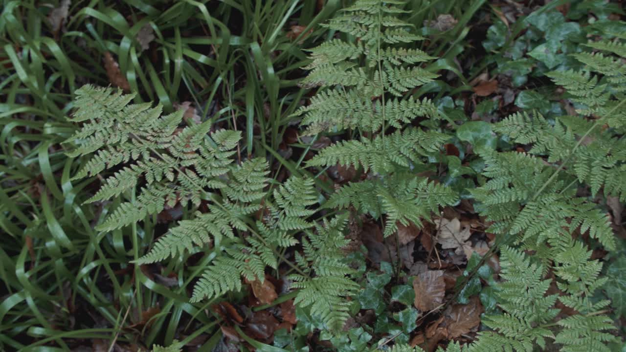 bosque suelo del bosque lujuria cubierto de rocío planta vegetación