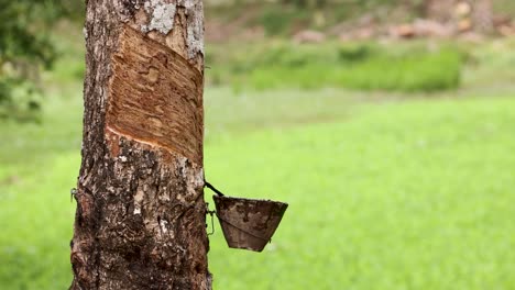 un árbol de caucho con una taza de coco recoge látex en un entorno de granja exuberante y verde, mostrando técnicas tradicionales de cosecha