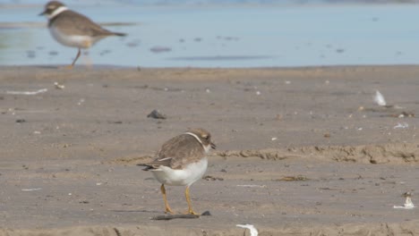 Two-Beautiful-Common-Ringed-Plover-Searching-For-Food-Near-The-Beach-During-A-Sunny-Day---Close-up-Shot