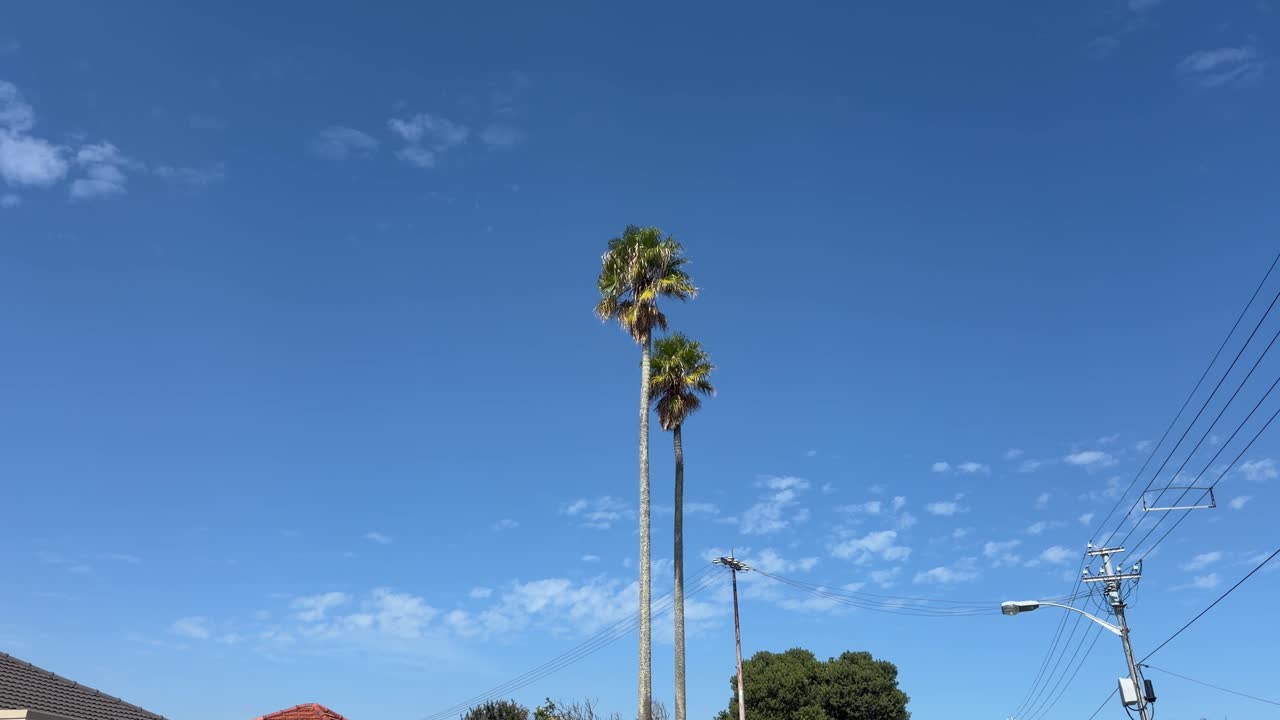 Palme contro il cielo in una giornata di sole.