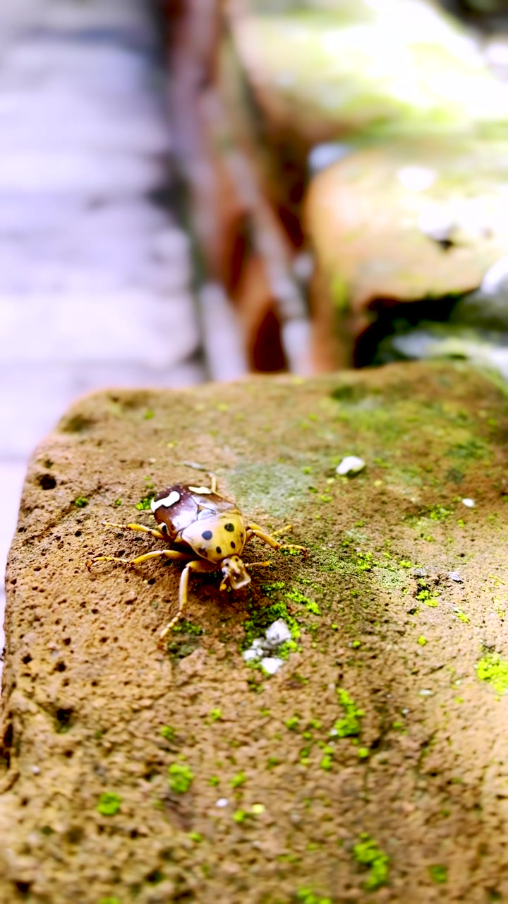 Macro view of zigzag fruit chafer beetle walking on mossy brick. Vertical