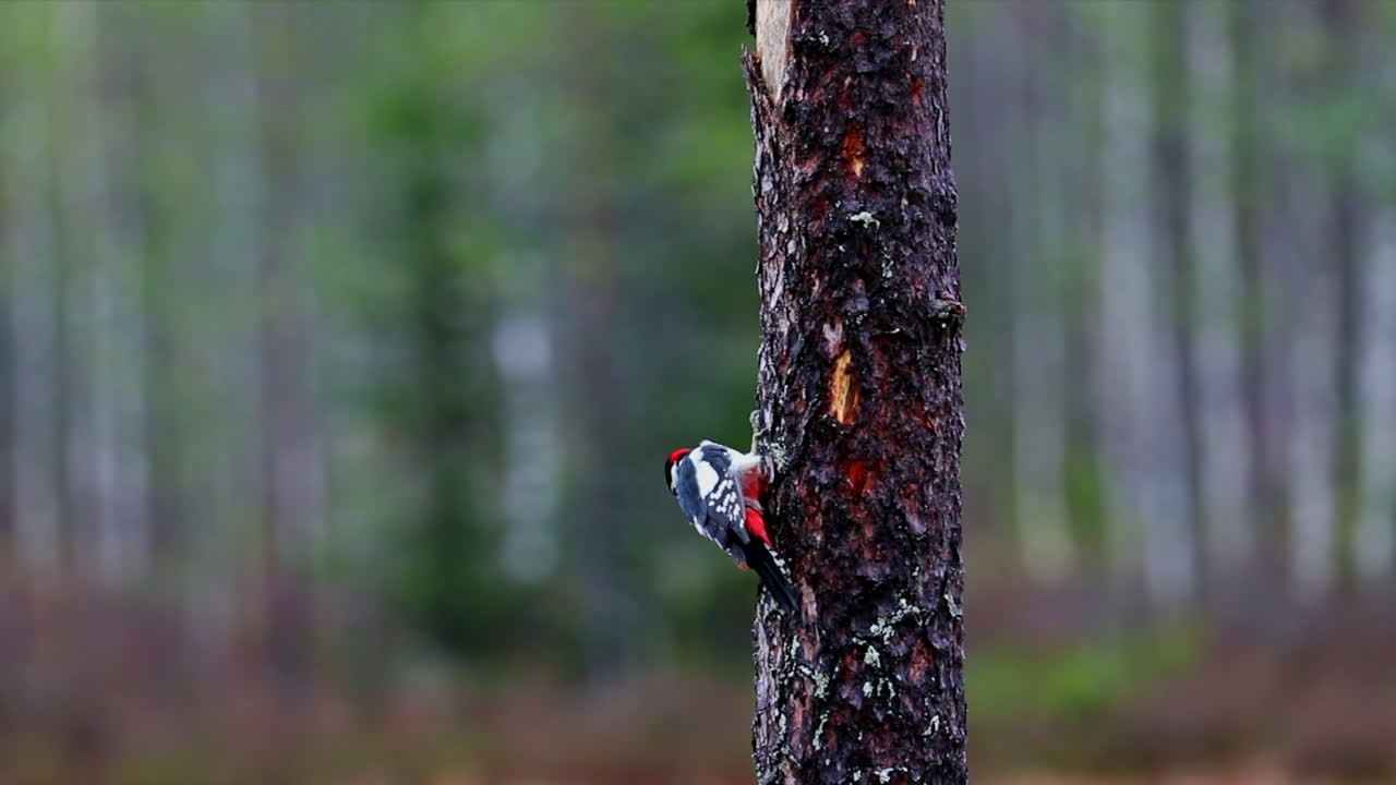 gran pájaro carpintero manchado bajando del tronco del árbol en el bosque