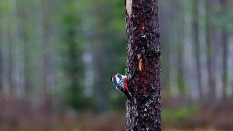 great spotted woodpecker moving down from tree trunk in the forest