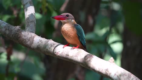 Ein-Eisvogel-Mit-Storchschnabel-Thront-Auf-Einem-Ast-über-Einem-Fluss