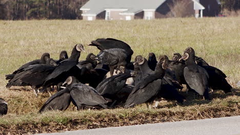 black vultures on the side of the road fighting over a dead whitetail buck, wide shot