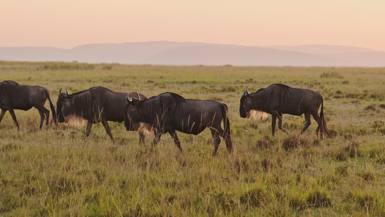 Slow Motion of Wildebeest Herd on Great Migration in Africa between Masai Mara in Kenya and Serengeti in Tanzania, African Wildlife Animals Walking in Orange Sunset Golden Hour Sunset Light