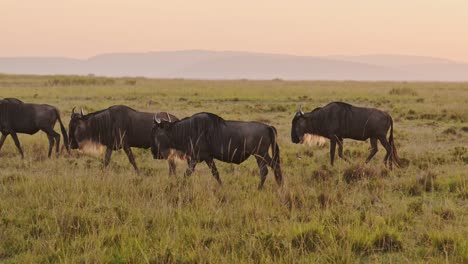movimiento lento de la manada de ñus en la gran migración en áfrica entre masai mara en kenia y serengeti en tanzania, animales salvajes africanos caminando en el atardecer naranja hora dorada luz del atardecer