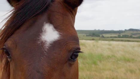 Brown-horse-staring-into-the-camera-while-standing-on-a-natural-pasture,-on-a-cloudy,-windy-afternoon-in-Uruguay