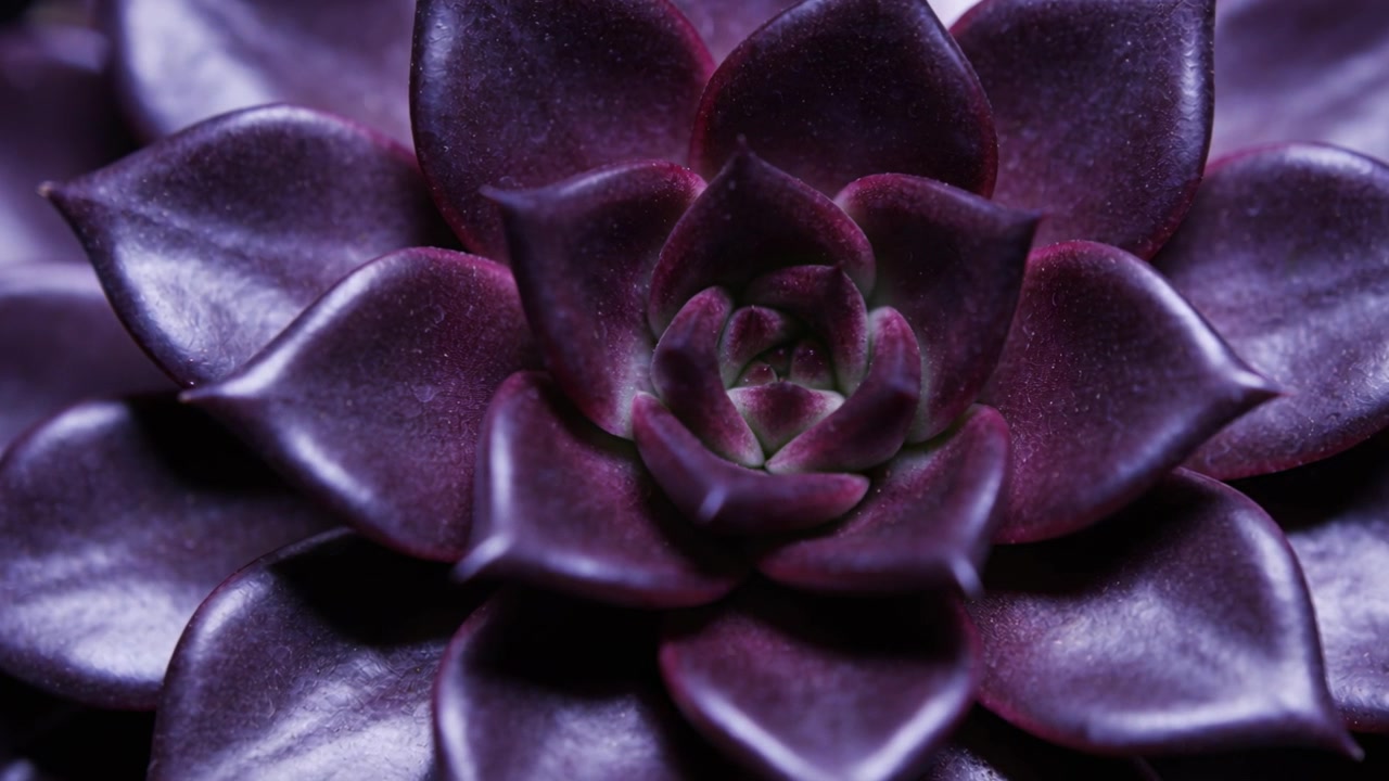Pulling focus camera revealing inner rosette at studio tabletop, showing purple succulent texture