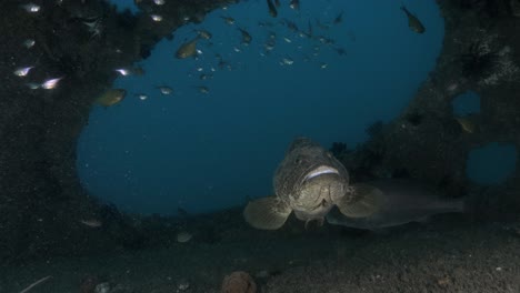 a large spotted fish finds refuge inside an artificial reef structure deep below the ocean