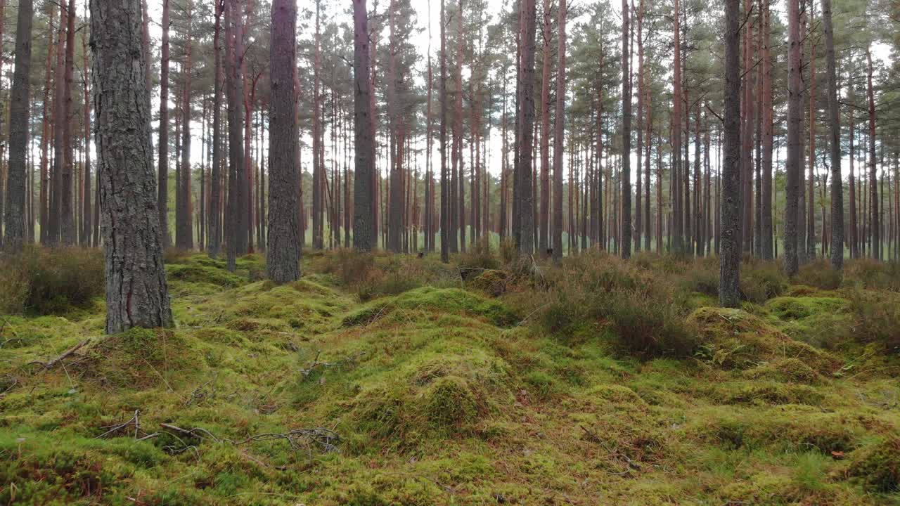 dolly skott av mossa täckt mark i en vacker tallskog
