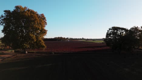 Sonnenaufgangssymphonie:-Vögel-Schweben-über-Einer-Morgenwiese