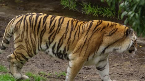 tiger walking along forest creek and dissapears behind leaf cover