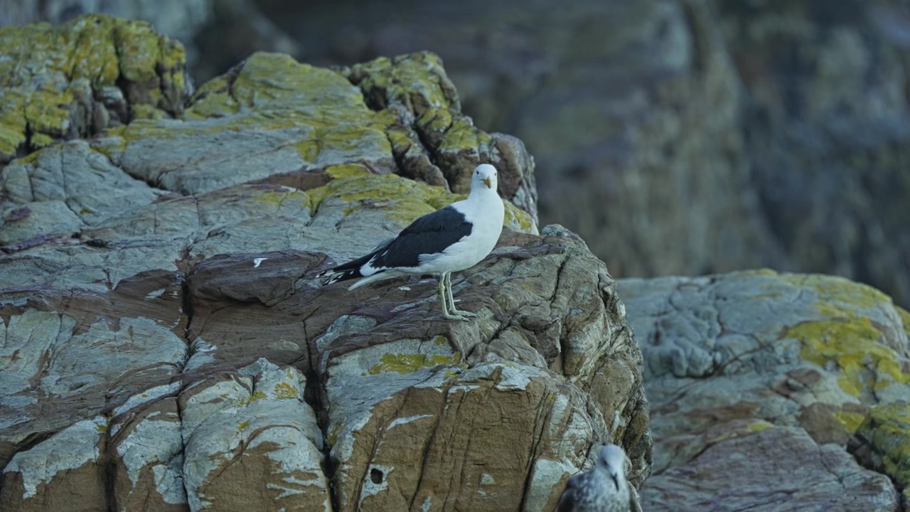 Güney Afrika, Ümit Burnu'ndaki Cape Point Doğa Koruma Alanı'nda, engebeli kıyı şeridi habitatıyla çevrili kıyı kayalıklarında duran bir Kelp martısının yakın çekimi.