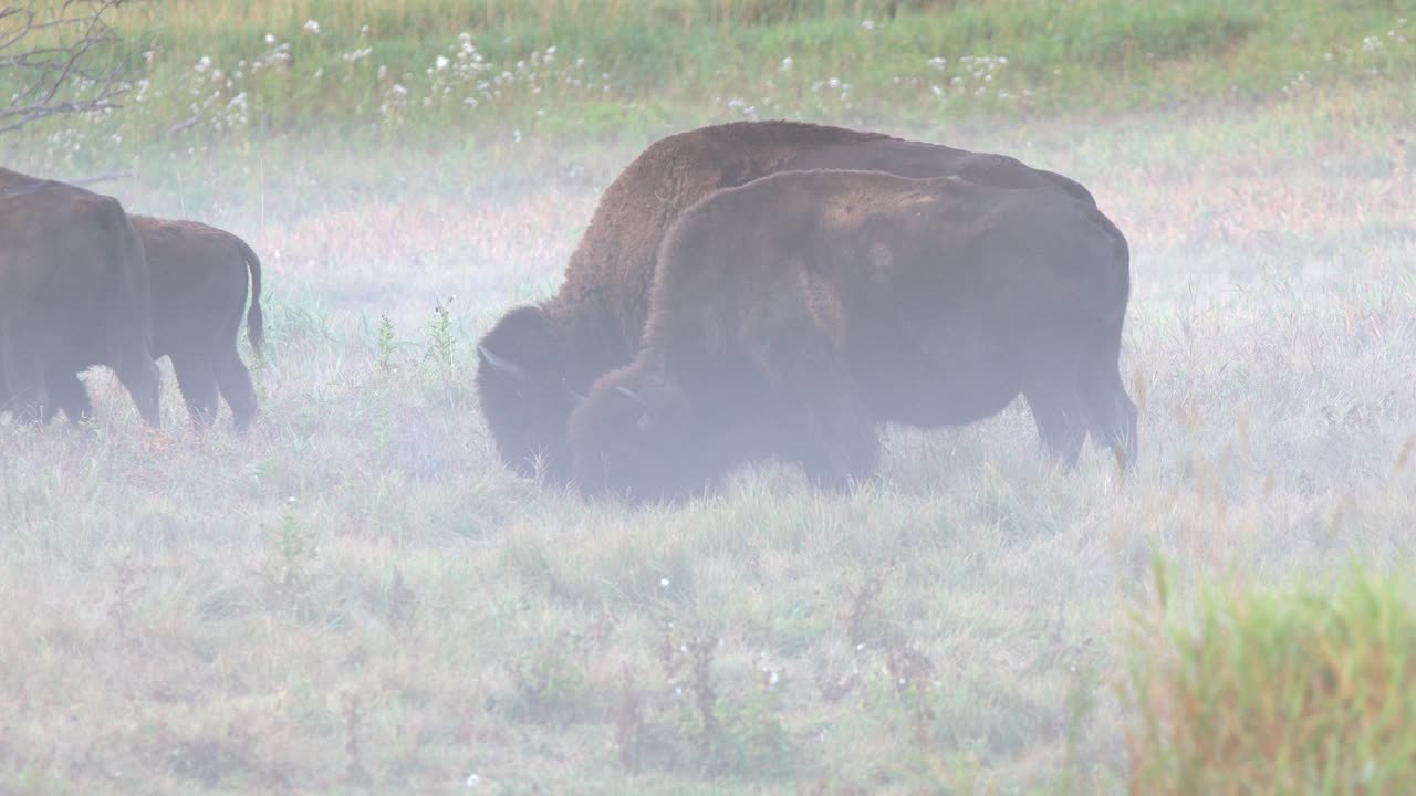Herd of plains bison graze prairie grass on foggy autumn morning