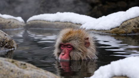 snow monkey relaxing in a hot spring