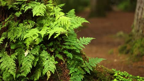 lush green ferns in a forest setting