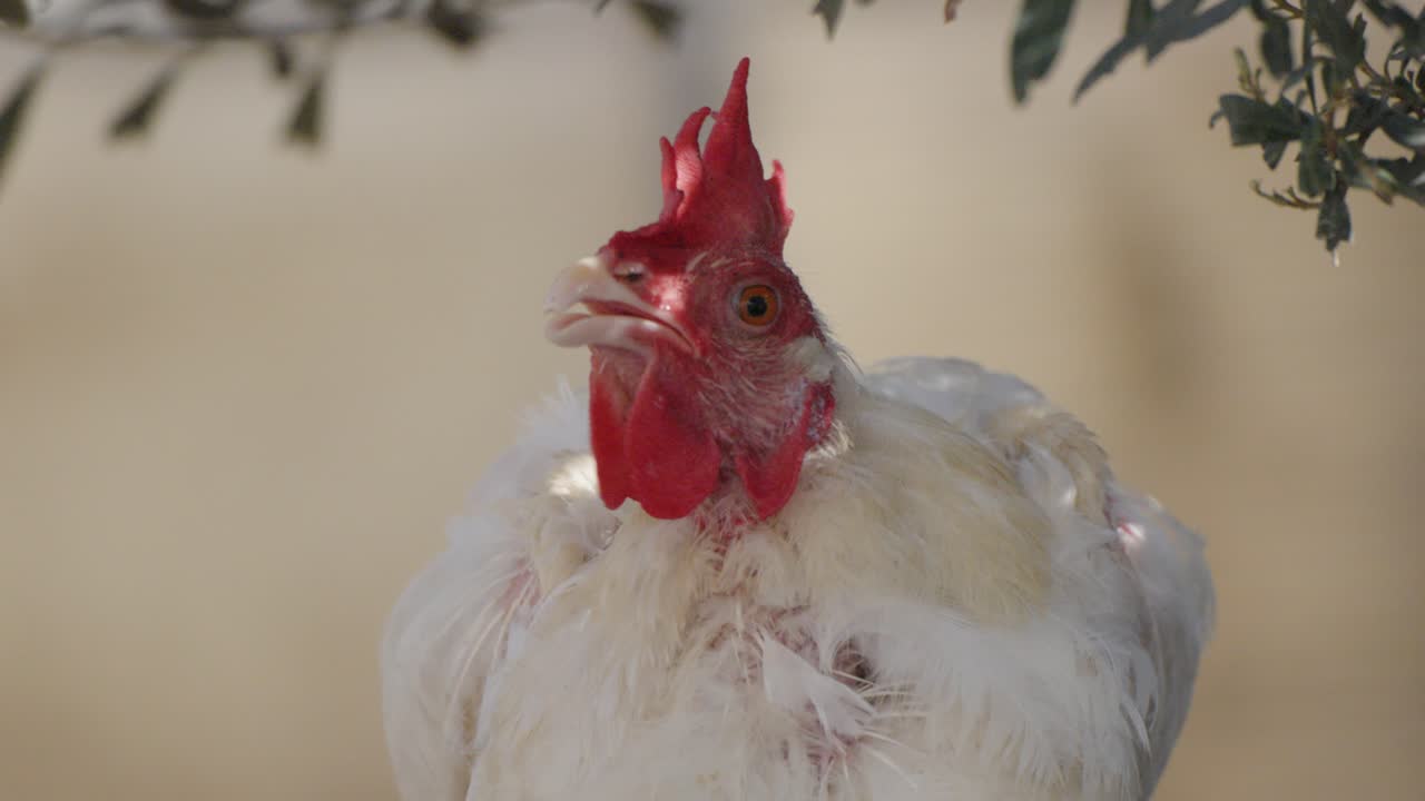 Close-up of a white-feathered chicken drinking water on a sunny day, with a blurred background. A tranquil moment showcasing hydration and natural behavior under bright sunlight.