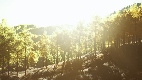 bright-sunset-in-the-mountains-with-yellow-forest