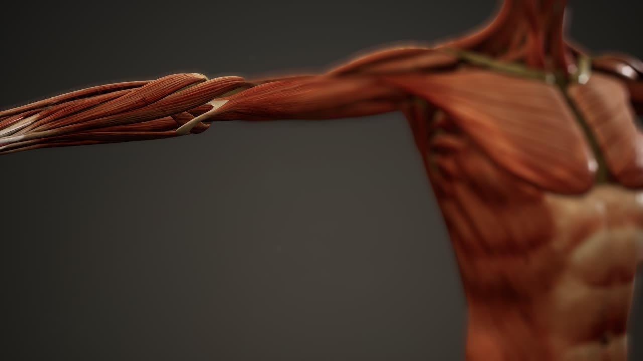 мышечная система анимации человеческого тела