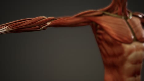 muscular system of human body animation