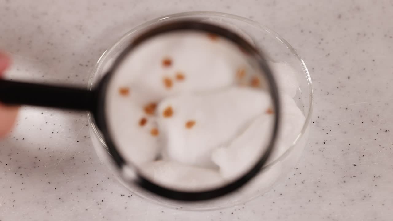 A magnifying glass inspects seeds on cotton wool in a lab setting. Bright lighting highlights the scientific observation process