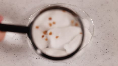 a magnifying glass inspects seeds on cotton wool in a lab setting. bright lighting highlights the scientific observation process