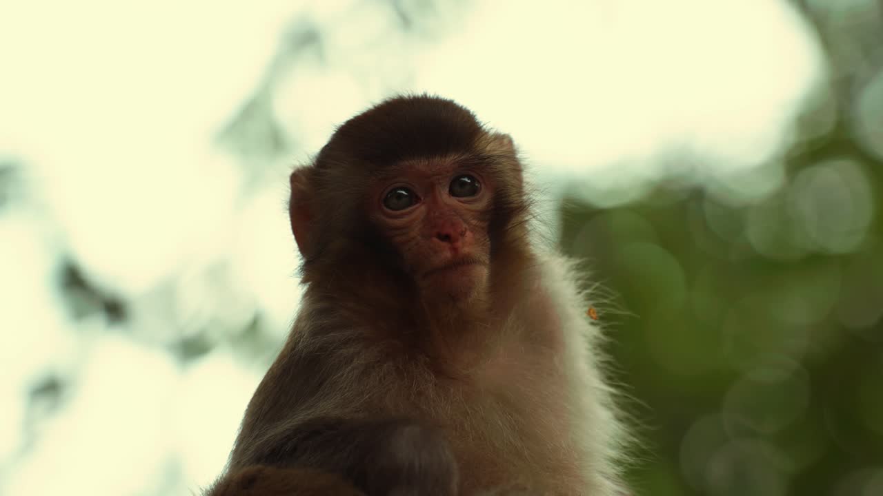 Close-up of a Young Macaque Monkey with a Bright, Soft Focus Background